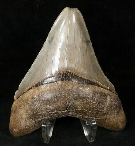 Glossy, Serrated Megalodon Tooth #14486
